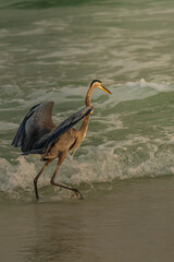 Coastal nature scene featuring a solitary great blue heron in motion. A calm and minimal moment from the shore, captured during golden hour.