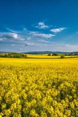 Fototapeta premium Canola crops stretching towards the horizon under a picturesque sky, creating a vibrant agricultural landscape