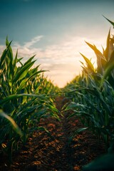 Vibrant green cornfield plantation flourishing at sunset, showcasing healthy plants thriving in rich agricultural land