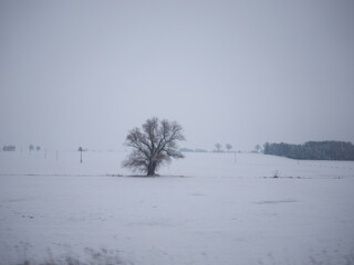 Lone tree stands in a snow-covered field