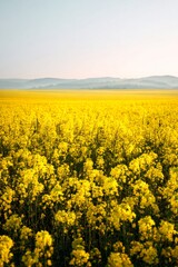 Obraz premium Bright yellow rapeseed flowers carpeting agricultural field, forming golden landscape against expansive clear sky backdrop