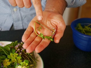 Man is holding a leaf in his hand and pointing to it