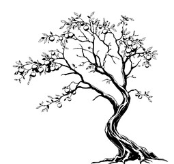 Fruit Tree Silhouette: A striking black and white line art illustration of a gnarled fruit tree laden with apples, showcasing its strong silhouette against a white background.
