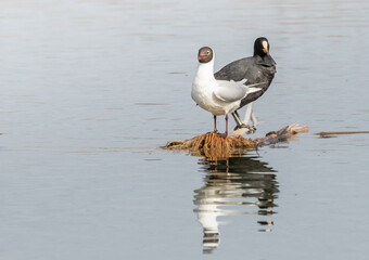 Black-headed gull and a Common coot