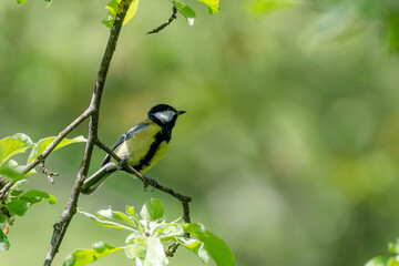 Fototapeta premium blue tit on branch