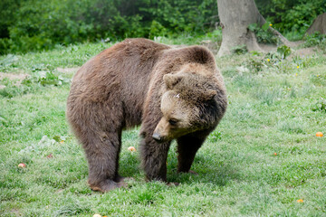 Fototapeta premium brown bear in the forest