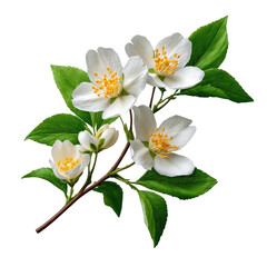Delicate jasmine branch isolated on transparent background