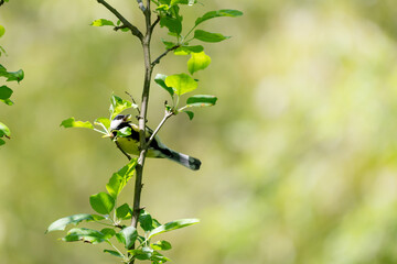 branch 
