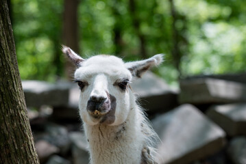 white llama portrait © George