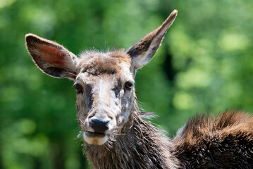 portrait of a giraffe