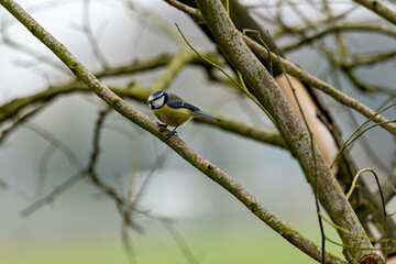 Blue Tit (Cyanistes caeruleus), common across Europe, spotted in Phoenix Park, Dublin.