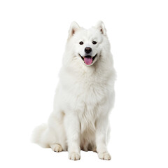 Majestic White Samoyed Dog Sitting, Fluffy White Coat, Happy Expression, Studio Shot, Canine Portrait Photography