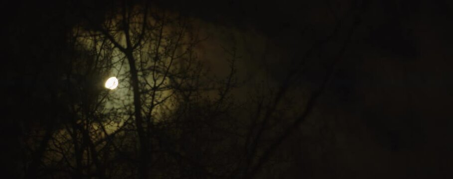 At night, the moon and clouds float behind the trees.