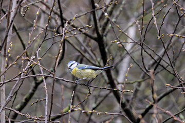 Blue Tit (Cyanistes caeruleus), common across Europe, spotted in Phoenix Park, Dublin.
