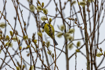 Blue Tit (Cyanistes caeruleus), common across Europe, spotted in Phoenix Park, Dublin.