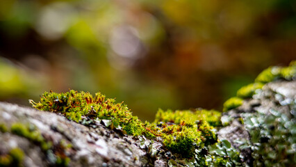 Forest Moss Growing on Textured Bark