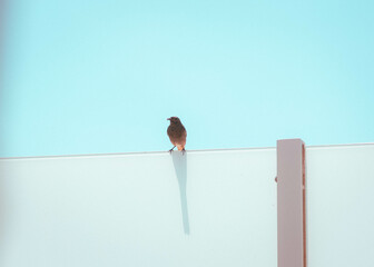 Mama Bird perched with insect, ready to feed baby bird