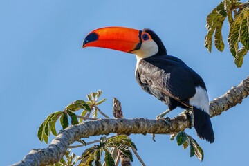 toucan on a branch