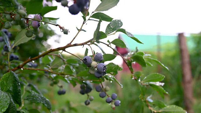  Blueberry hanging on a branch, Bio, organic healthy food. Bluberry bush after rain