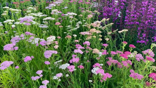 Pink yarrow, Achillea millefolium, sage, Salvia in the city park.