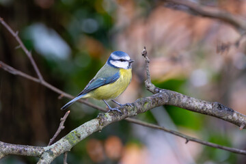 Blue Tit (Cyanistes caeruleus), common across Europe, spotted in Phoenix Park, Dublin.