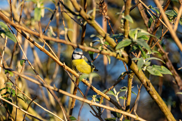 Blue Tit (Cyanistes caeruleus), common across Europe, spotted in Phoenix Park, Dublin.