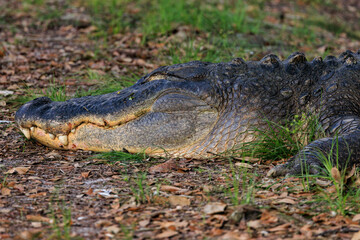 Large American Alligator sleeping in the grass