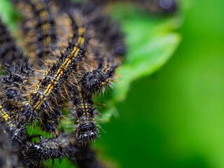 Small Tortoiseshell Caterpillars, among the most well-known butterflies in Britain and Ireland. Cluster of lava on the Common Nettle plant.