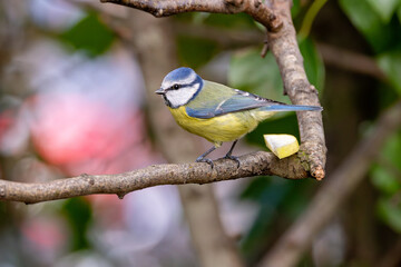 Blue Tit (Cyanistes caeruleus), common across Europe, spotted in Phoenix Park, Dublin.