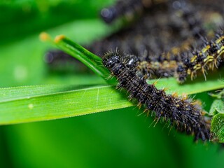 Small Tortoiseshell Caterpillars, among the most well-known butterflies in Britain and Ireland. Cluster of lava on the Common Nettle plant.