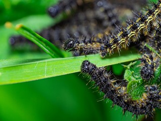 Small Tortoiseshell Caterpillars, among the most well-known butterflies in Britain and Ireland. Cluster of lava on the Common Nettle plant.