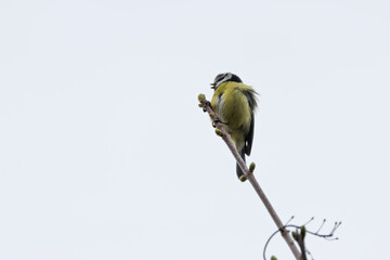 Blue Tit (Cyanistes caeruleus), common across Europe, spotted in Phoenix Park, Dublin.