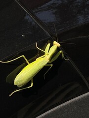 Close-Up of a Green Praying Mantis on a Shiny Black Surface