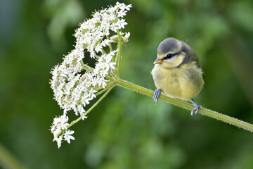 Blue Tit (Cyanistes caeruleus), common across Europe, spotted in Phoenix Park, Dublin.