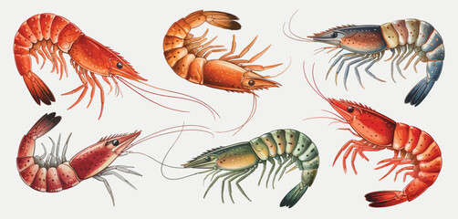 Variety of Colorful Shrimp Illustrations