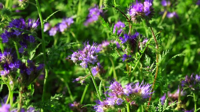 kwiaty facelii na zielonej łące