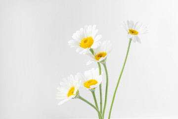 Many beautiful chamomile flowers on white background
