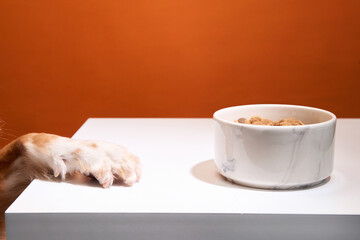 A Nova Scotia Duck Tolling Retriever places its paw near a food bowl on a white table.