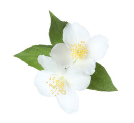 Beautiful jasmine flowers with green leaves isolated on white