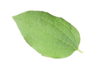 Obraz premium One green jasmine leaf isolated on white
