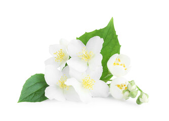 Beautiful jasmine buds with green leaves isolated on white
