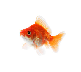 Fototapeta premium One small beautiful goldfish isolated on white