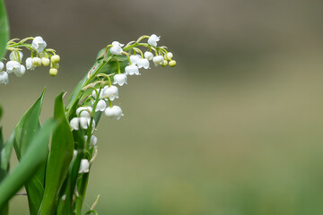 Close up of lily of the valley (convallaria majalis) flowers in bloom © tom