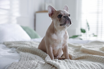 Adorable French bulldog dog sitting on bed indoors