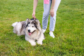 Woman with her cute Alaskan malamute dog on green grass outdoors, closeup