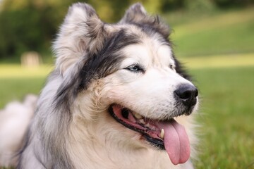 Portrait of adorable Alaskan malamute dog outdoors in morning, closeup