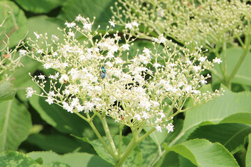 Elderflower cluster with fly on top