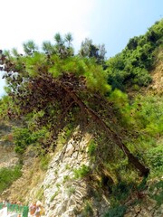 Vibrant Green Pine Tree Clinging to Rocky Cliffs in Montenegros Stunning Landscape