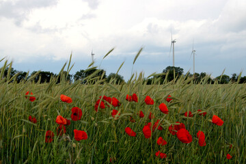 Poppy flowers in grain field with wind turbines in background