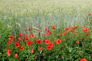 Poppy flowers on edge of grain field